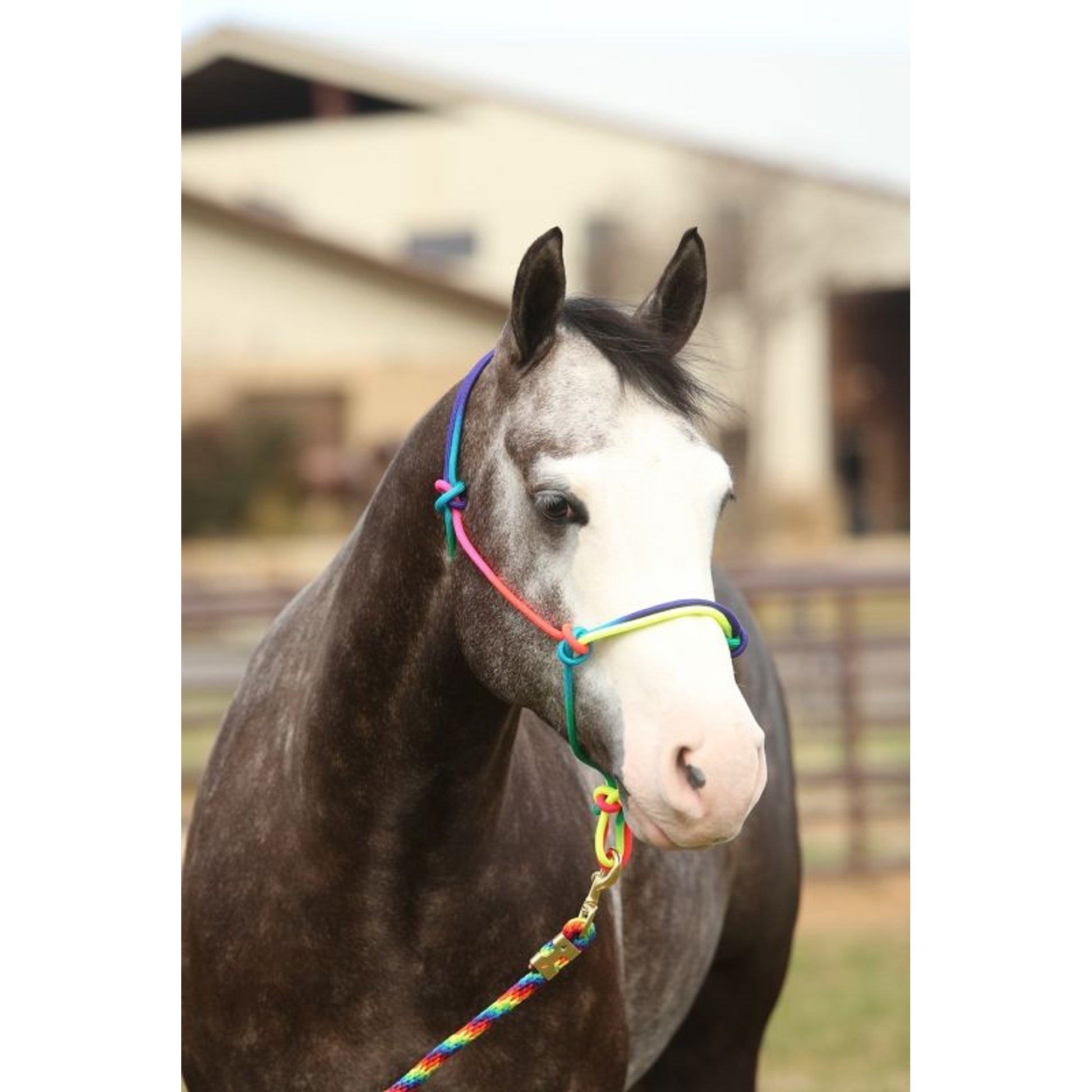Equisky Rainbow Rope Halter