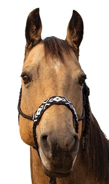 Cashel Beaded Flat Braid Halter