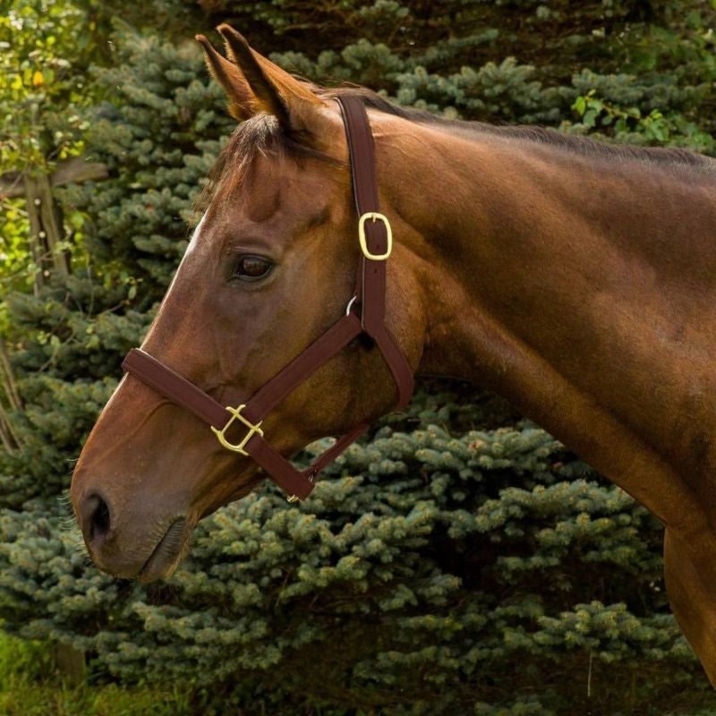 HDR Vegan-X Leather Halter