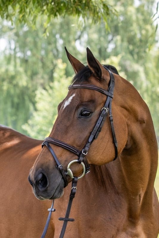 Vespucci Fancy Raised Jump Bridle