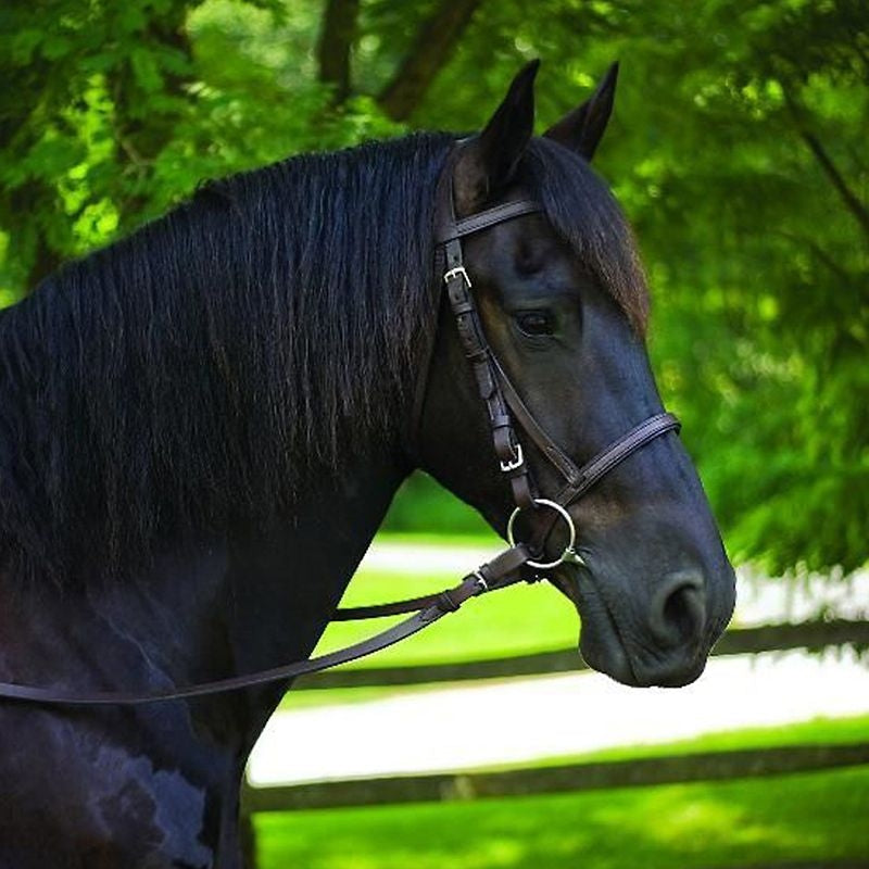 Perrifts American Made Leather Bridle Draft Havana
