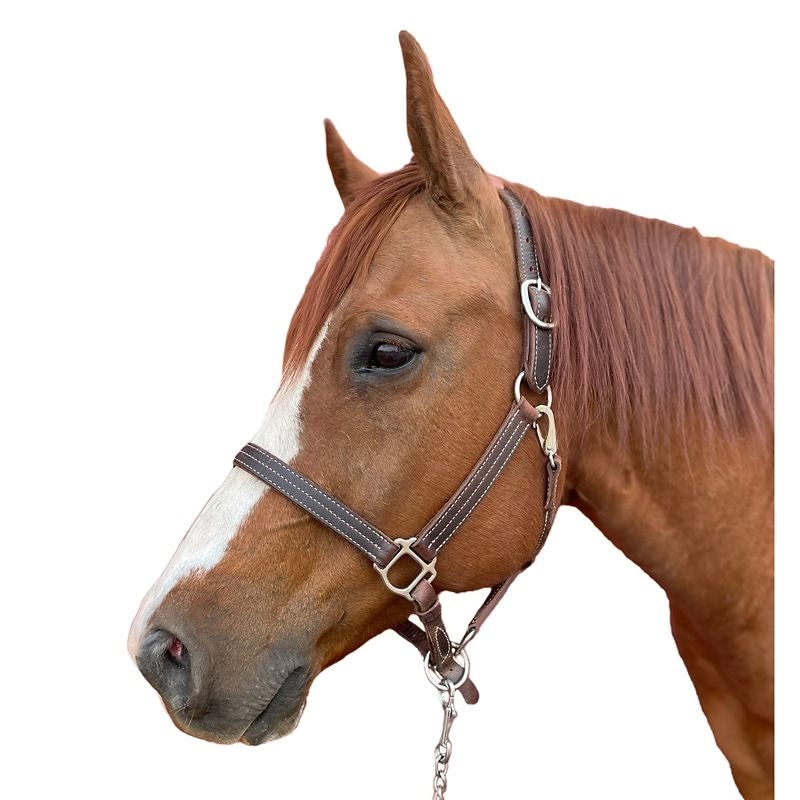 Tory Crazy Horse Brown 3xStitched Halter with Nickel