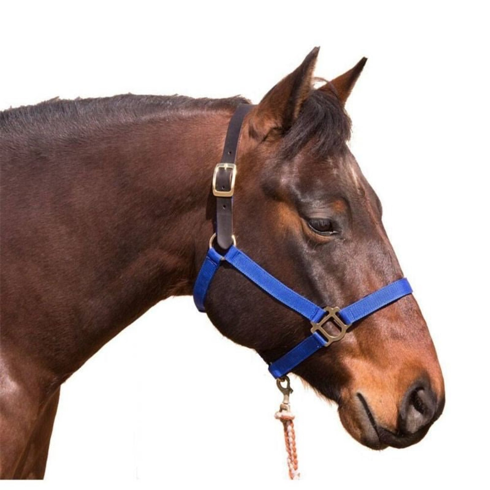 Intrepid Poly Breakaway Halter