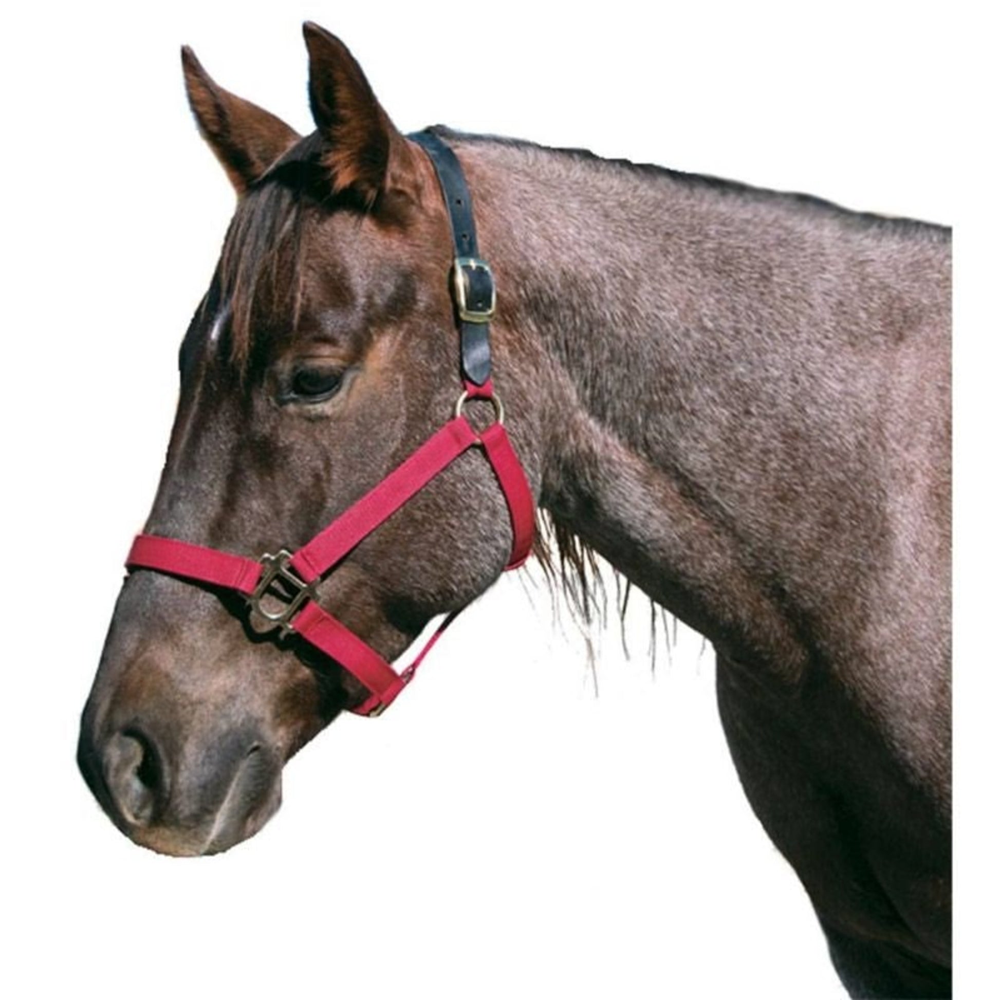 Intrepid Poly Breakaway Halter
