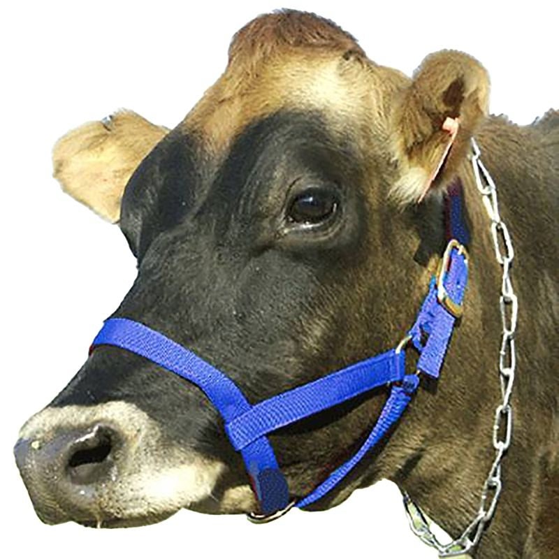 Cow Halter