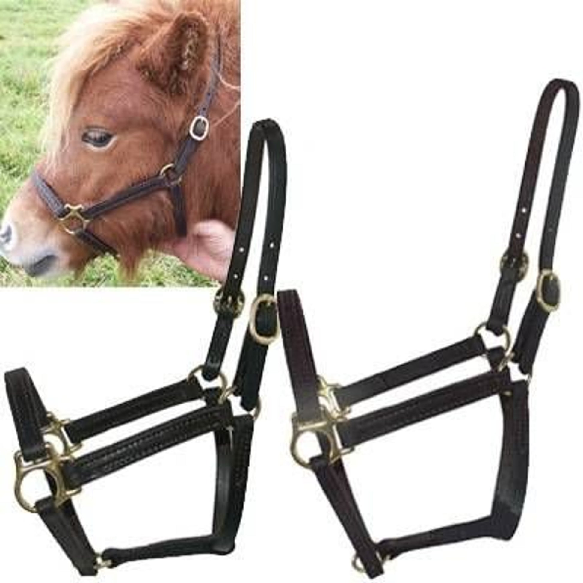 Intrepid Miniature Horse Leather Halter