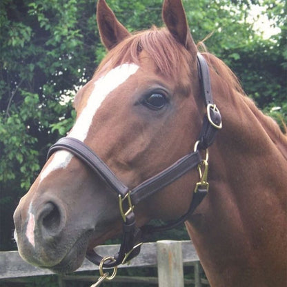Pro-Trainer Padded Halter