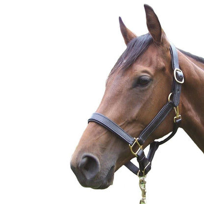 Pro-Trainer Padded Halter