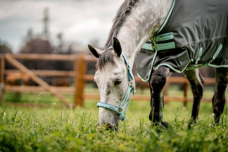 Rambo FIELDSAFE Safety Halter Horse Blue Haze