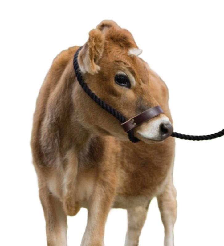 Perris Mini Rope/Lead Cow Halter Black One Size