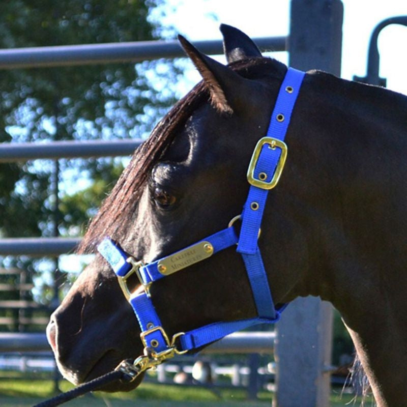 Ozark Mini Engraved Neon Halter with Lead