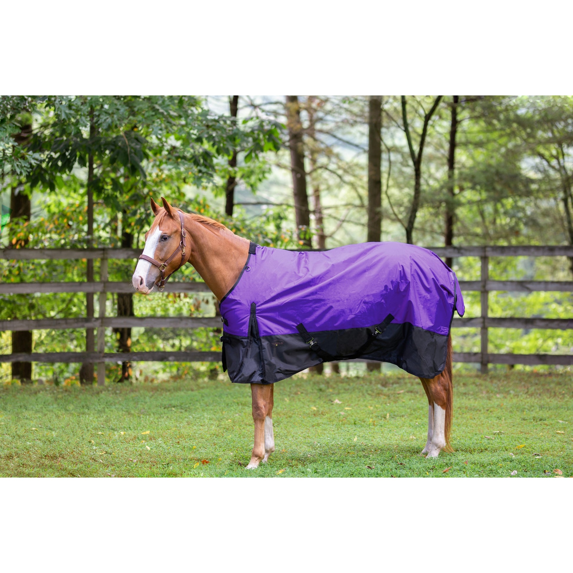 TE073053_purple.jpg