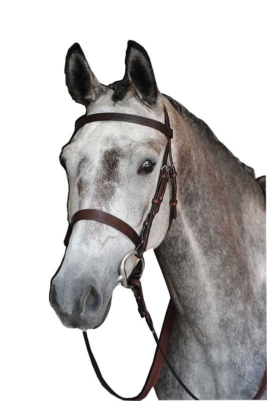 Collegiate Hunt Cavesson Bridle
