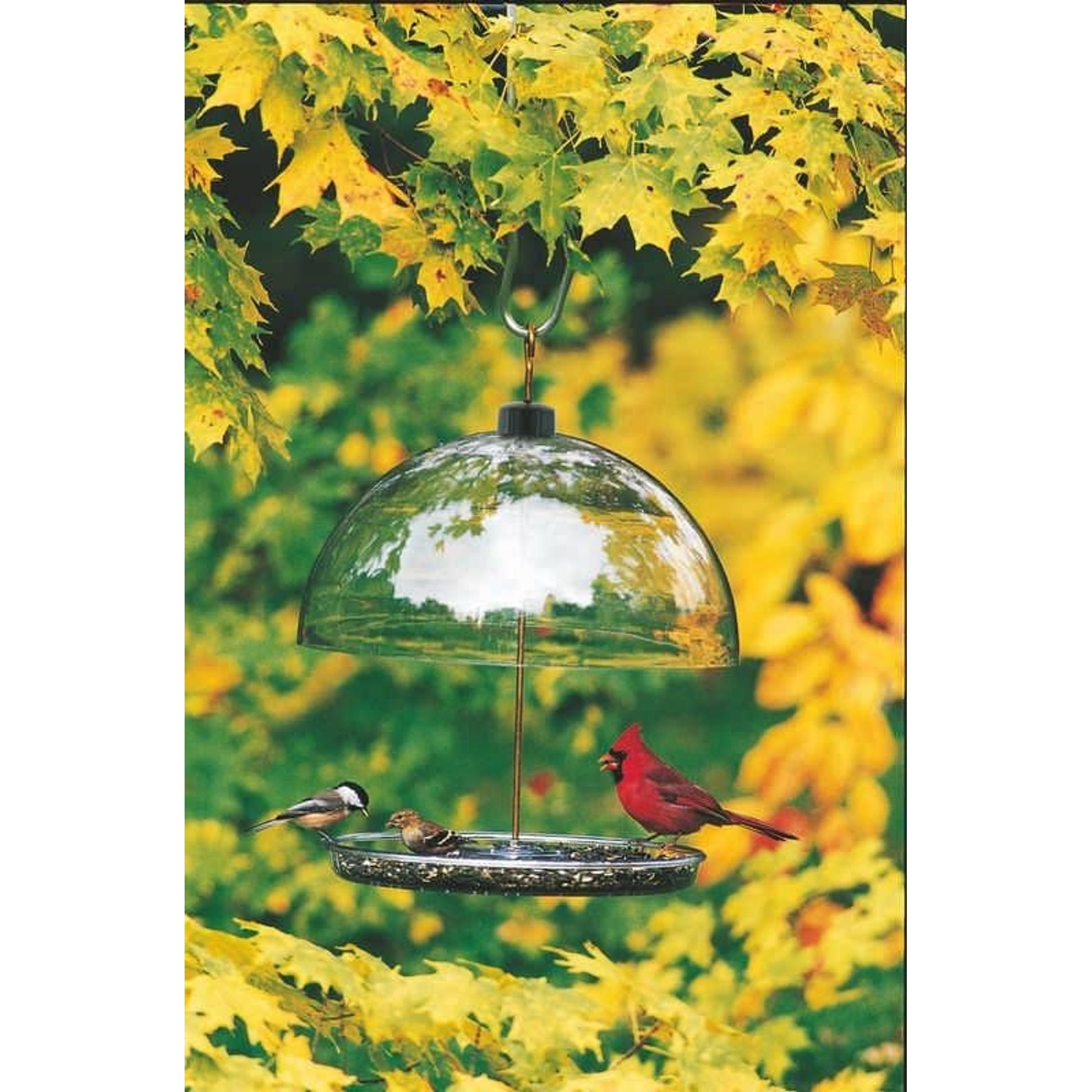 Droll Yankees Dorothys Cardinal Feeder