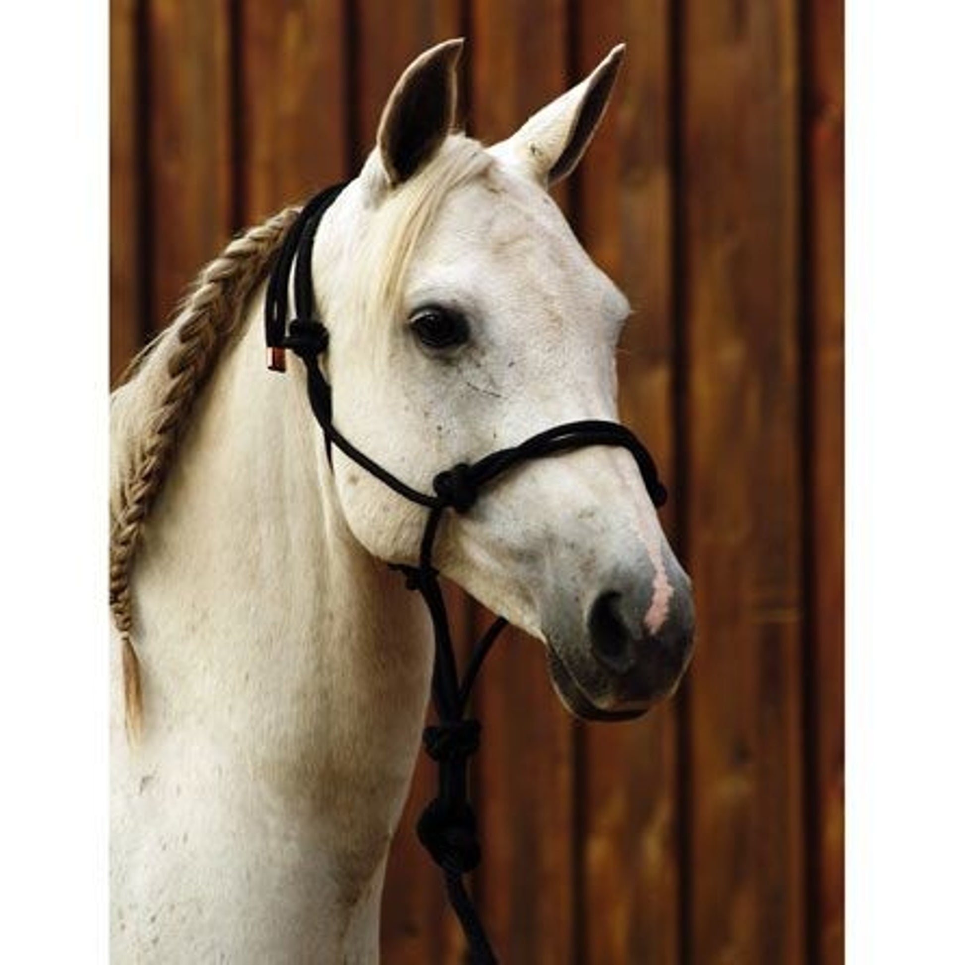 Classic Equine Work Halter with Lead Black