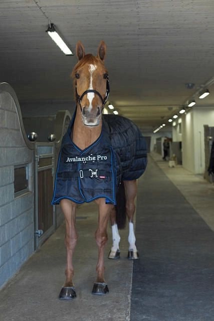 Horze Avalanche Med Stable Blanket 250G