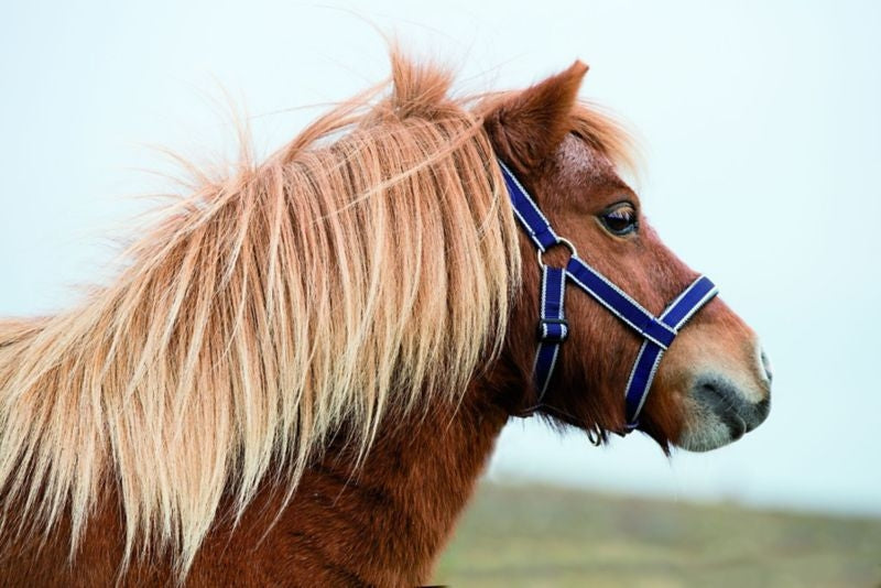 Amigo Petite Headcollar Navy/Silver