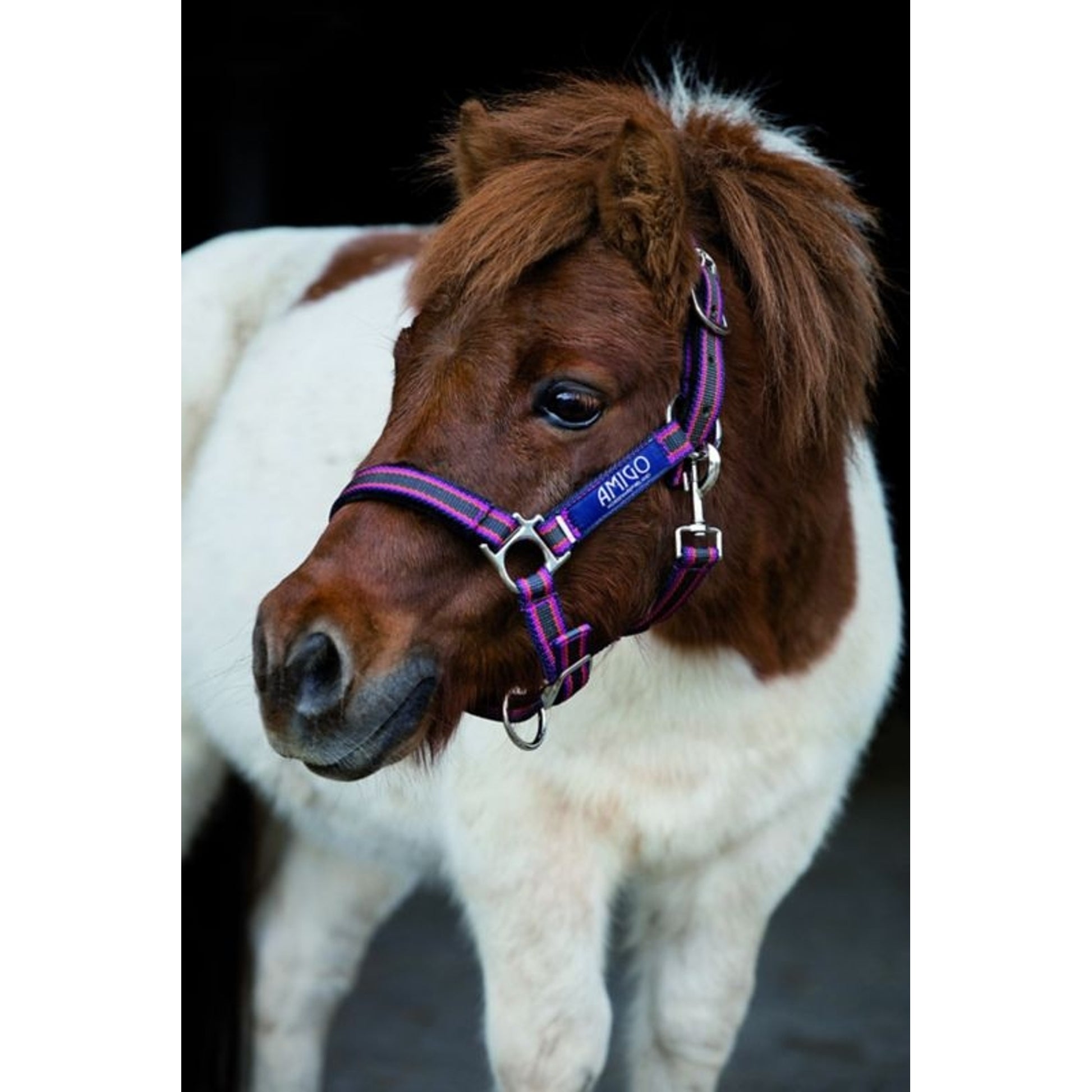 Amigo Headcollar Cob Navy/Silver