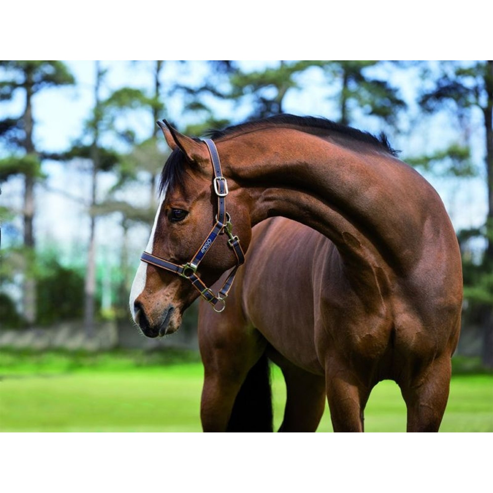 Amigo Headcollar Cob Navy/Silver