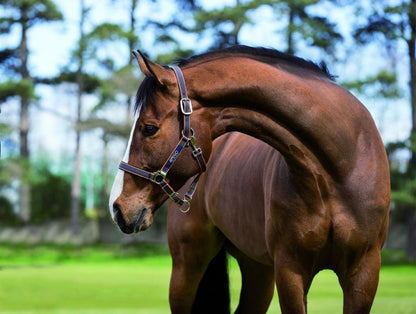 Amigo Headcollar Cob Navy/Silver