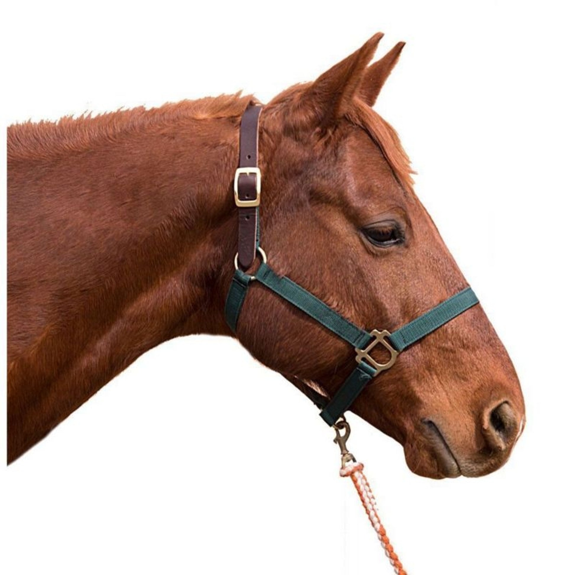 Intrepid Poly Breakaway Halter