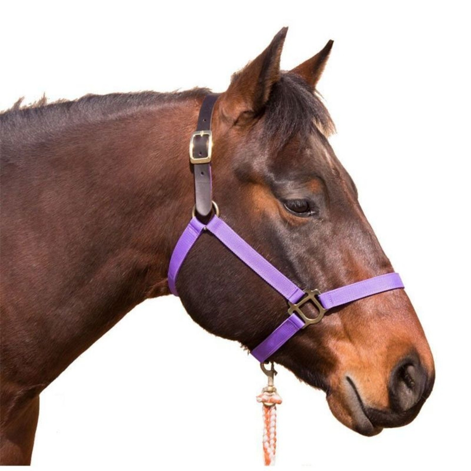 Intrepid Poly Breakaway Halter