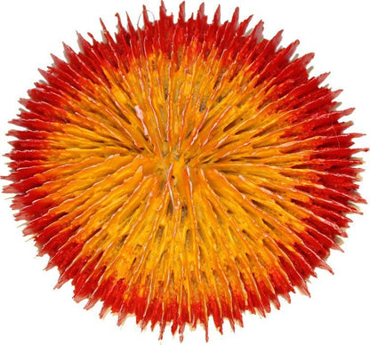 TH1526949.jpg