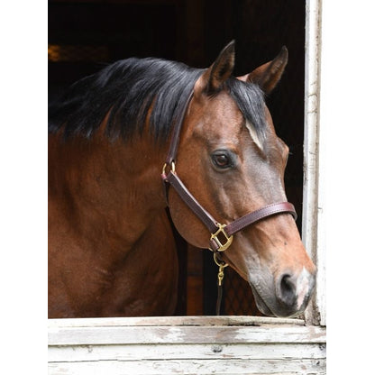 Perris 1In Premium Leather Halter