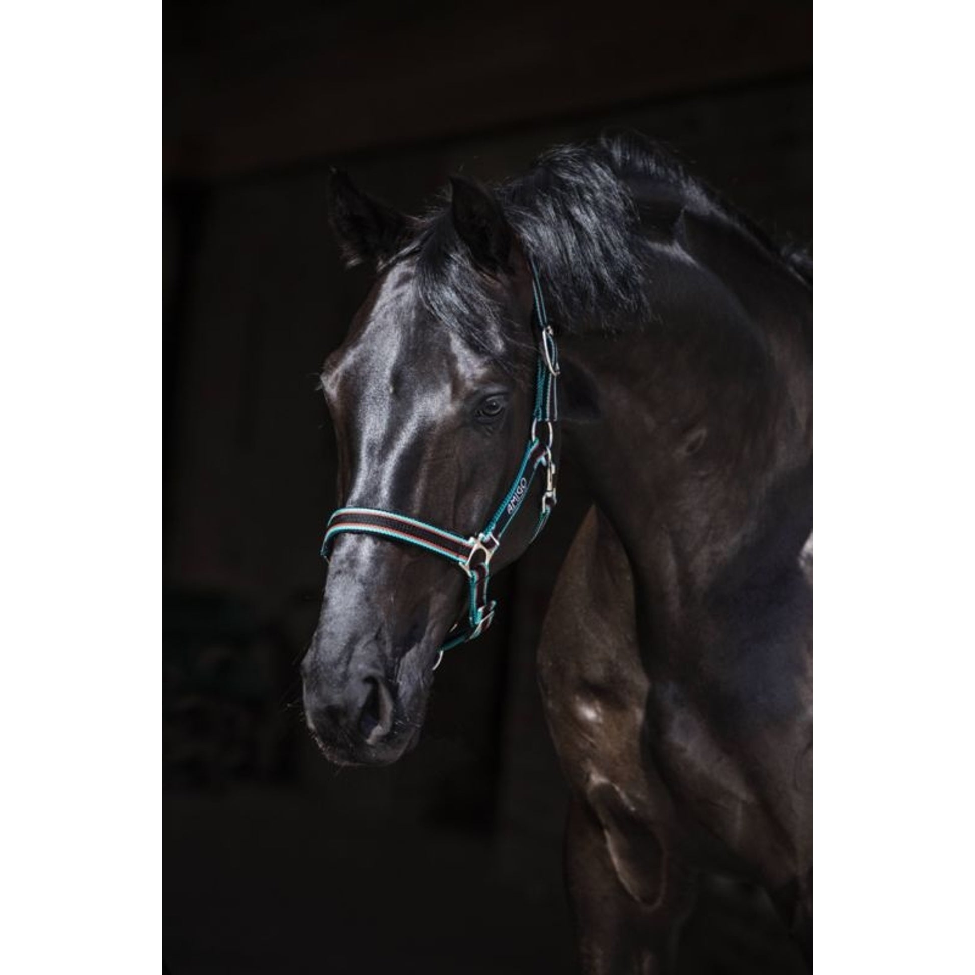 Amigo Headcollar Cob Navy/Silver