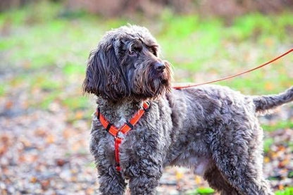 Shires Digby Fox Webbing Dog Harness