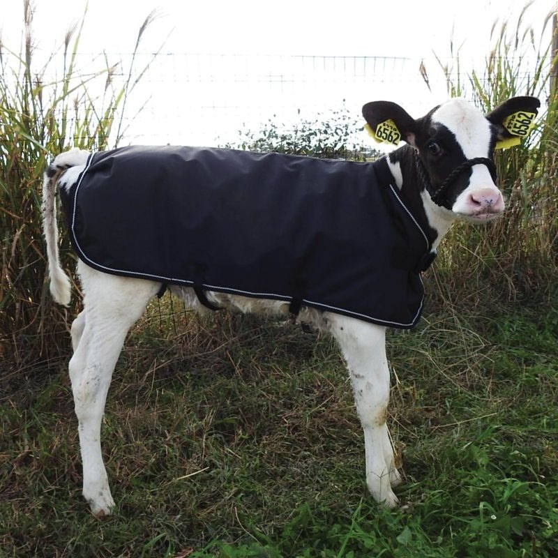 Weatherbeeta Calf Coat Small Black