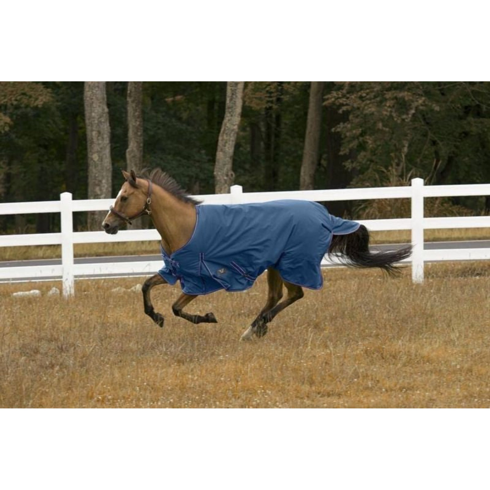 Legends Oiled Palmyra Tank Scrub Brush 20in Nat