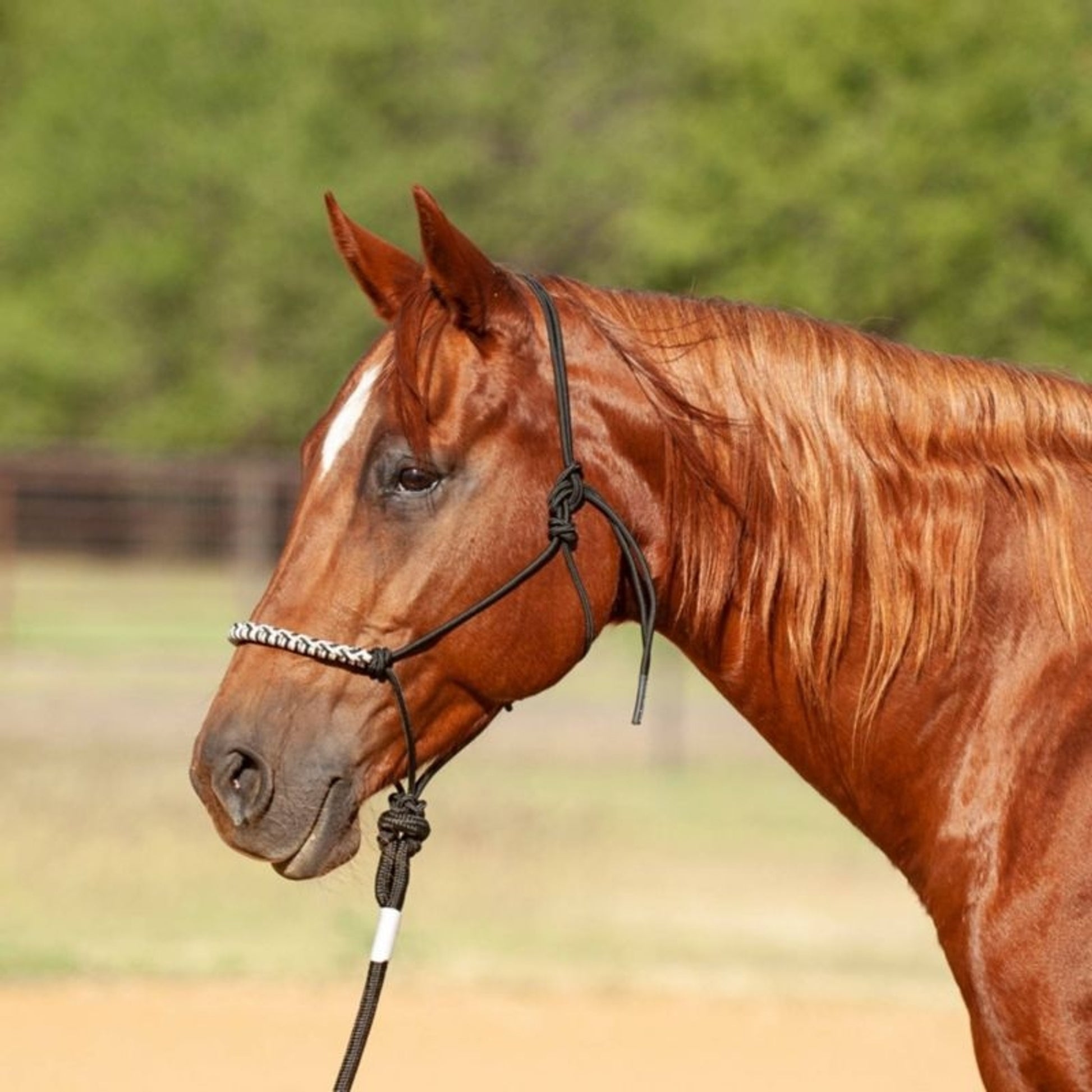Classic Equine 3-Tone Rope Halter and 8-foot Leadr