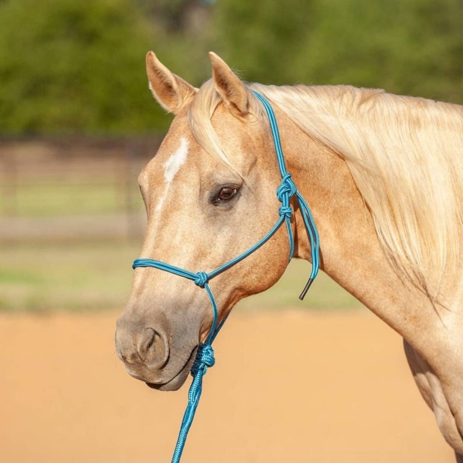 Classic Equine Econo Rope Halter and 8-foot Leadro