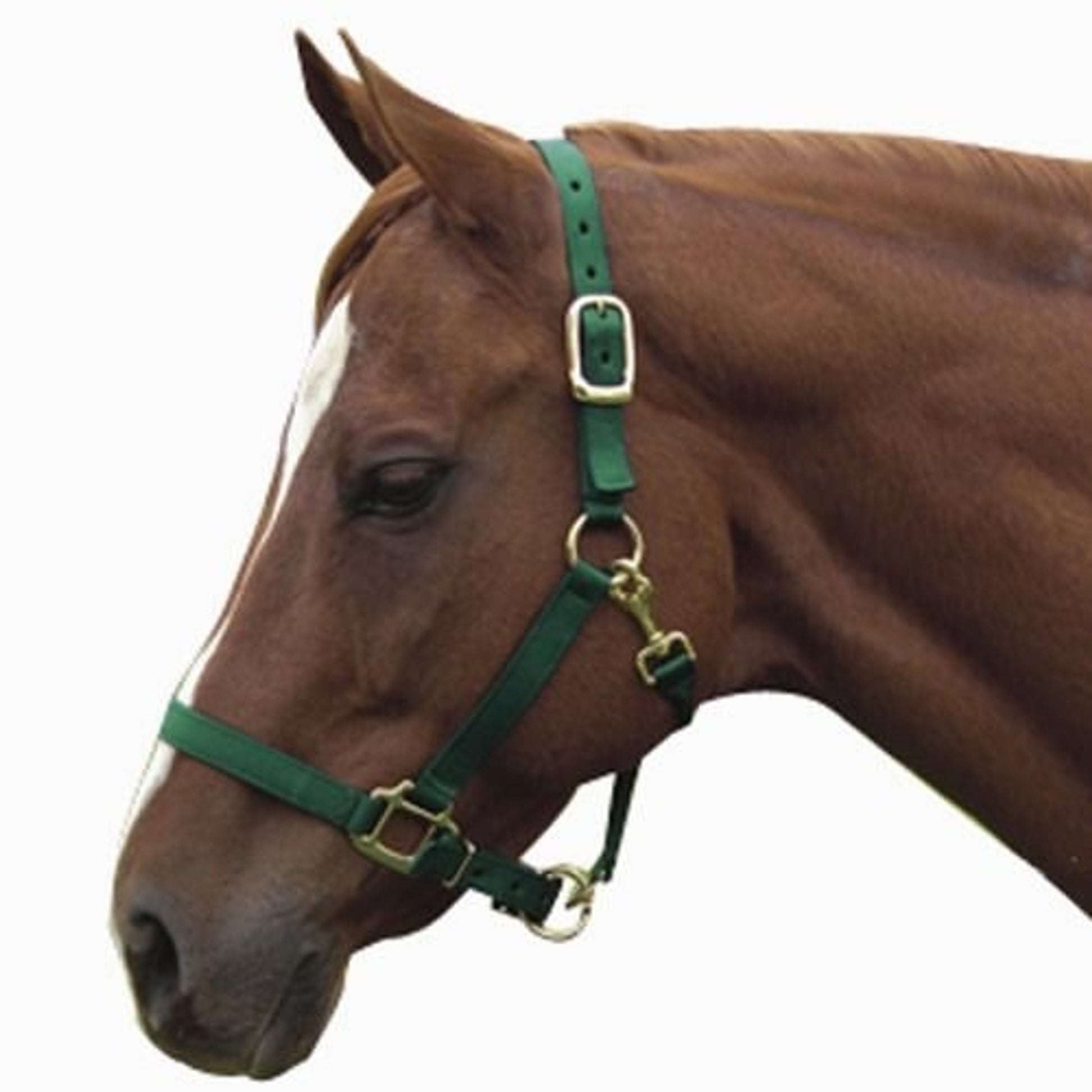 Interpid Nylon Adjustable Halter