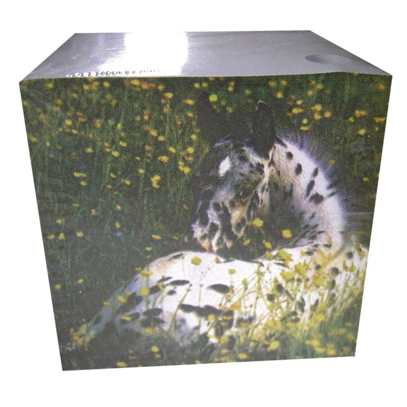 Appaloosa Foal Block Note Pad