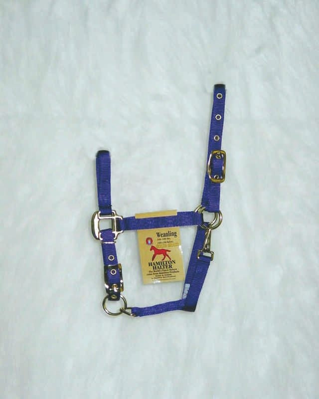 Chin Halter For Weanlings Weanling Purple