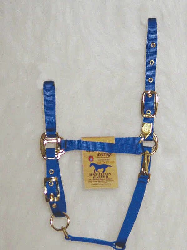 Arabian Horse Halter Average Blue