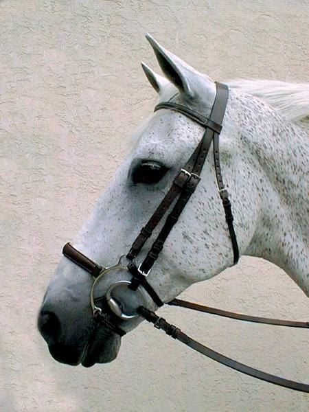 Nunn Finer Lever Noseband Horse Black/Zinc
