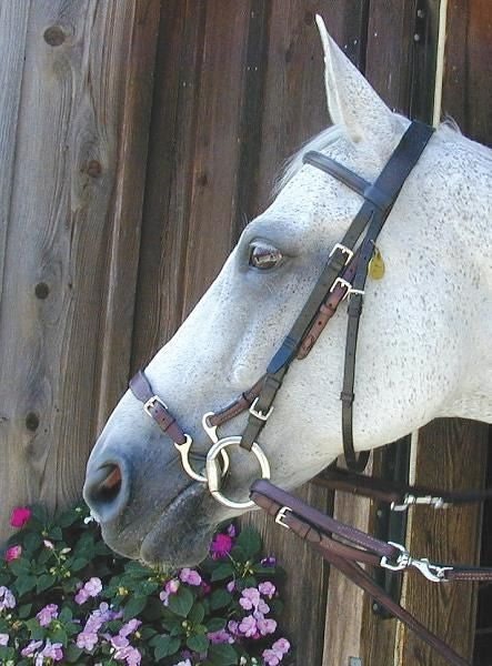 Nunn Finer Kineton Horse Havana