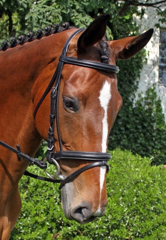 Nunn Finer Brentina Bridle Cob Black