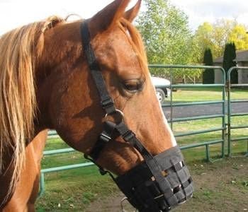 Grazing Muzzle Halter Pony Blk