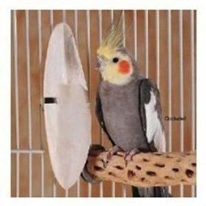 Prevue Medium 5 inch Cuttlebone