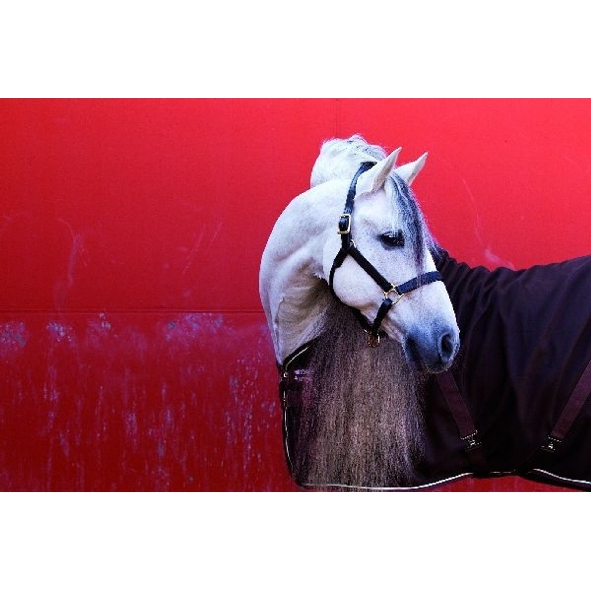 Rambo Optimo Stable Sheet 60 Black/Grey