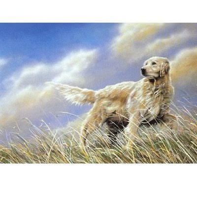 A Breezy Day Golden Retriever Cards -6Pk