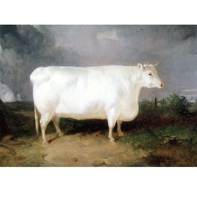 A Prize Cow Cards - 6Pk 5x7