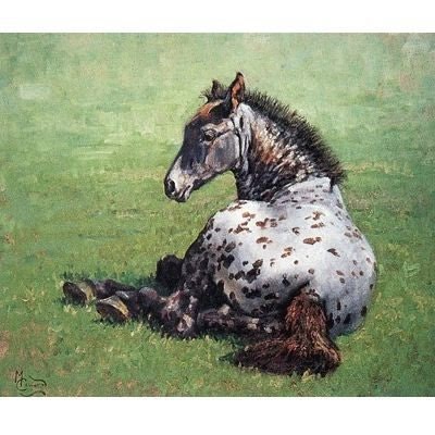 Appaloosa Foal 4.5 x 3.75