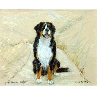 Bernese Mountain Dog By Gill Evans Matted