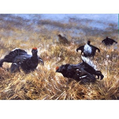 Black Game Capercaille Grouse Cards - 6Pk 5x7