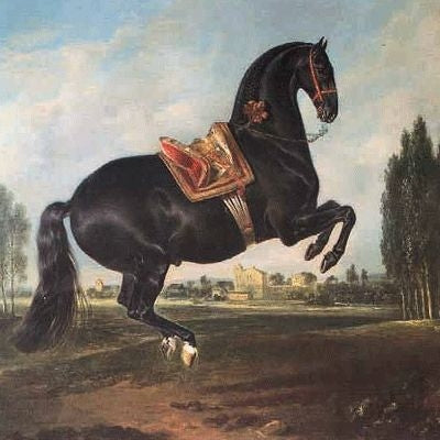 Black Horse in Courbette Cards - 6Pk 6x6